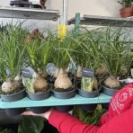 Slonia noha (Nolina - beaucarnea recurvata) - výška 20-30 cm, kont. C1L